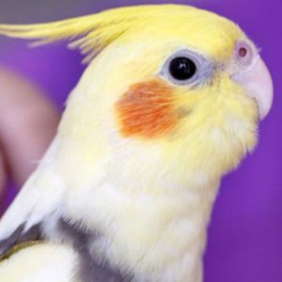 Meet your Posher, L - Picture 1 of 1